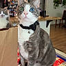 bow_tie, cabinet, cat, curious, decor, domestic_cat, feline, gray_and_white, heterochromia, home, indoor, kitchen, magnet, paper_bag, pet, plant, refrigerator, table, tablecloth, wooden_floor