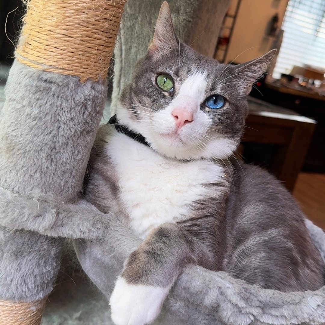 Hanz Gonzalez joined the competition — help win amazing prizes! animal, blue_eye, cat, cat_tree, cozy, curious, feline, furniture, gray_cat, green_eye, heterochromia, home, indoor, looking, paw, pet, relaxed, scratching_post, white_fur, wooden_floor