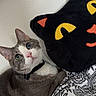 Hanz Gonzalez joined the competition — help win amazing prizes! animal, black_pillow, blue_eye, cat, cat_pillow, close_up, collar, cozy, cute, decorative_pillow, domestic_cat, feline, green_eye, heterochromia, indoor, patterned_blanket, pet, resting, soft_toy, white_wall