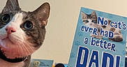 Hanz Gonzalez joined the competition — help win amazing prizes! cat, celebration, closeup, cute, decorations, domestic_animal, fathers_day, feline, funny, greeting_card, holiday, indoor, looking_up, pet, pink_nose, red_tablecloth, table, text, wall, whiskers