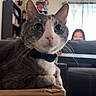 Hanz Gonzalez joined the competition — help win amazing prizes! animal, blurred_background, bow_tie, cardboard_box, carpet, cat, close_up, couch, curious, curtains, furniture, home, indoor, living_room, person, pet, relaxing, soft_light, whiskers, window