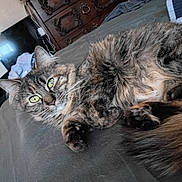 Maya is registered to the contest to win money with this photo: bed, bedroom, blanket, cat, close_up, cozy, domestic, dresser, furniture, green_eyes, indoor, long_fur, paw, pet, pillow, resting, tabby_cat, tail, television, whiskers