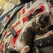Misky a rejoint le concours — aidez-le/la à gagner de superbes lots ! kitten, cat, tabby, paw, blanket, remote_control, indoor, floor, tile, furniture, relaxed, cute, pet, animal, lying_down, striped, playful, cozy, home, resting