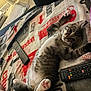 kitten, cat, tabby, paw, blanket, remote_control, indoor, floor, tile, furniture, relaxed, cute, pet, animal, lying_down, striped, playful, cozy, home, resting