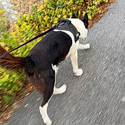 Waf participe au concours pour gagner de l'argent avec cette photo : dog, leash, harness, walking, pavement, sidewalk, greenery, outdoor, motion_blur, tail, black_and_white, pet, nature, path, canine, walking_path, active, daylight, animal, exercise