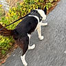 dog, leash, harness, walking, pavement, sidewalk, greenery, outdoor, motion_blur, tail, black_and_white, pet, nature, path, canine, walking_path, active, daylight, animal, exercise