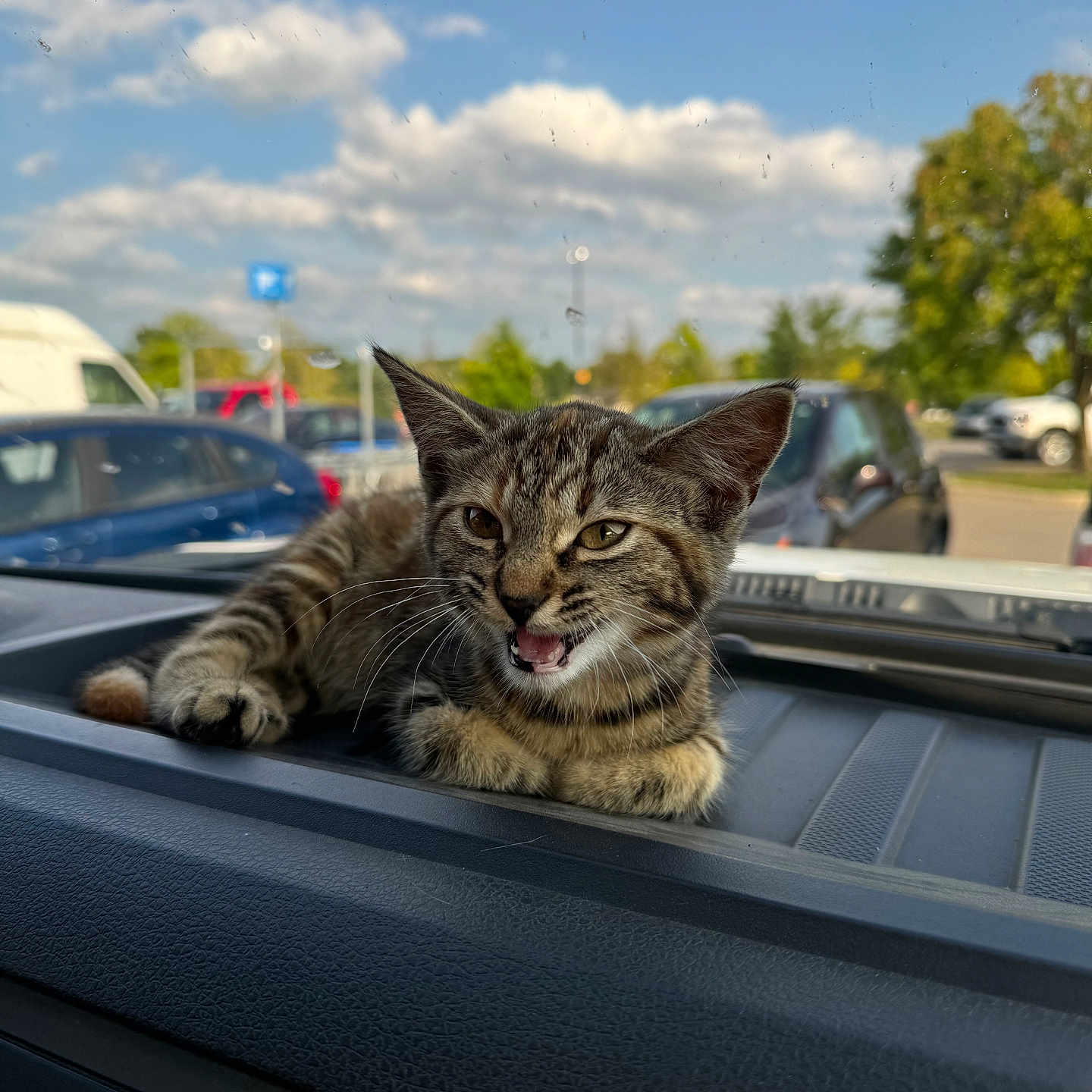 Hazel