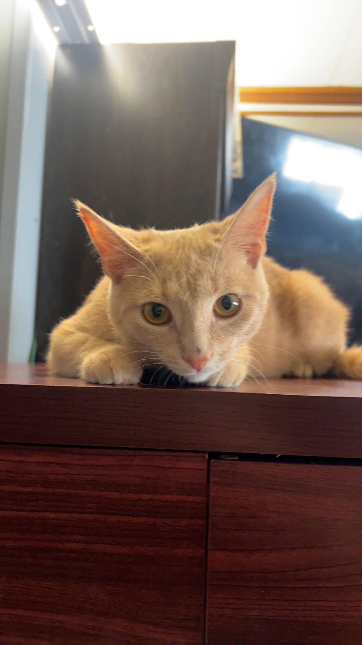 Dobby is registered to the contest to win money with this photo: carnivore, cat, domestic_short_haired_cat, fawn, felidae, fur, hardwood, paw, small_to_medium_sized_cats, snout, tail, whiskers, wood