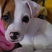 Daisy May joined the competition — help win amazing prizes! puppy, dog, close_up, white, brown_patch, blanket, cute, pet, animal, indoor, resting, curious, young, fur, snout, ears, nostrils, adorable, soft, domestic