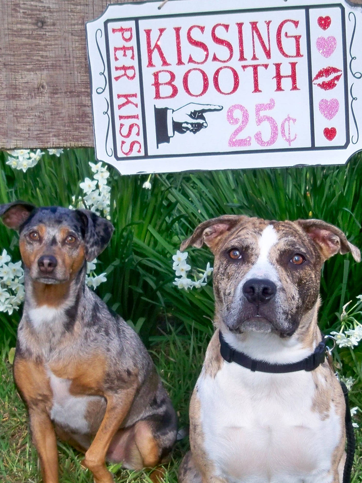 Nika joined the competition — help win amazing prizes! ancient_dog_breeds, art, canidae, carnivore, collar, companion_dog, dog, dog_breed, dog_collar, dog_supply, fawn, grass, handwriting, houseplant, plant, snout, sporting_group, terrestrial_animal, working_animal, working_dog