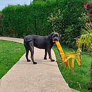 Talya a rejoint le concours — aidez-le/la à gagner de superbes lots ! dog, black_dog, toy, orange_toy, garden, pathway, greenery, hedge, shrubs, plants, grass, outdoor, pet, canine, standing, nature, daylight, animal, playful, backyard