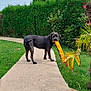 dog, black_dog, toy, orange_toy, garden, pathway, greenery, hedge, shrubs, plants, grass, outdoor, pet, canine, standing, nature, daylight, animal, playful, backyard