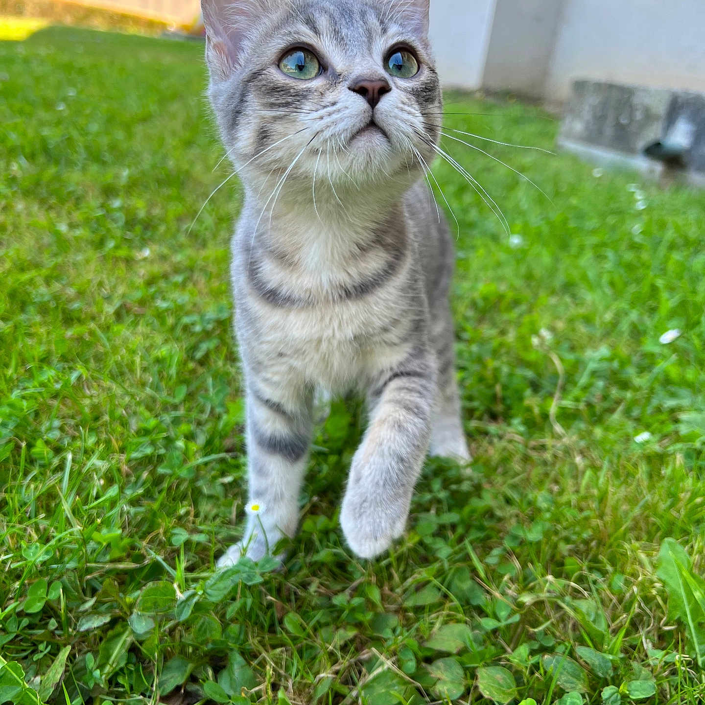 Noupynette a rejoint le concours — aidez-le/la à gagner de superbes lots ! animal, cat, curious, cute, daylight, ears, fur, garden, grass, gray_tabby, green_eyes, kitten, nature, outdoor, paws, pet, playful, walking, whiskers, young_cat
