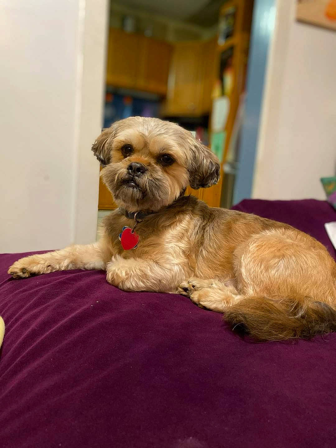 Marley joined the competition — help win amazing prizes! canidae, carnivore, comfort, companion_dog, dog, dog_breed, dog_supply, fawn, fur, liver, maltepoo, pet_supply, poodle_crossbreed, small_terrier, snout, sporting_group, terrier, toy_dog, working_animal, yorkipoo