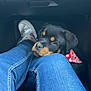 animal, bandana, black_dog, brown_markings, car_interior, companion, cute, dog, floor_mat, indoor, jeans, legs, looking_up, pet, puppy, red_bandana, resting, rottweiler, shoe, sneaker