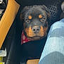 bag_strap, bandana, brown_black_fur, car_interior, center_console, closeup, cute, dashboard, dog, eyes, floor_mat, jeans, leather_seat, nose, passenger_leg, portrait, puppy, rottweiler, seat, travel