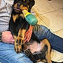 animal, casual, chewing, companion, cute, dog, friendship, happy, holding, indoor, jeans, man, person, pet, playing, puppy, rottweiler, sitting, tile_floor, toy
