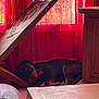 blanket, cozy, curtain, dog, domestic_animal, floor, furniture, indoor, living_room, napping, pet, portrait, red_curtains, resting, rottweiler, shade, sleeping, window, wood, wooden_lid