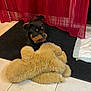 black_rug, carpet, dog, eyes, floor_tiles, fur, home_interior, indoor, mouth, pee_pad, pet, playful, puppy, red_curtain, rottweiler, snout, stuffed_toy, teddy_bear, tile_floor, toy