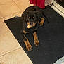 black_fur, bone, brown_markings, chewing, dog, front_paws, guilty_look, home_interior, indoor, looking_at_camera, lying_down, mat, metal_bowl, pet, puppy, red_curtain, rottweiler, sliding_door, tile_floor, toy_bone