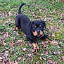 animal, black, brown, canine, cute, dog, ears, eyes, fur, grass, ground, leaves, nature, outdoor, pet, playful, puppy, rottweiler, tail, young