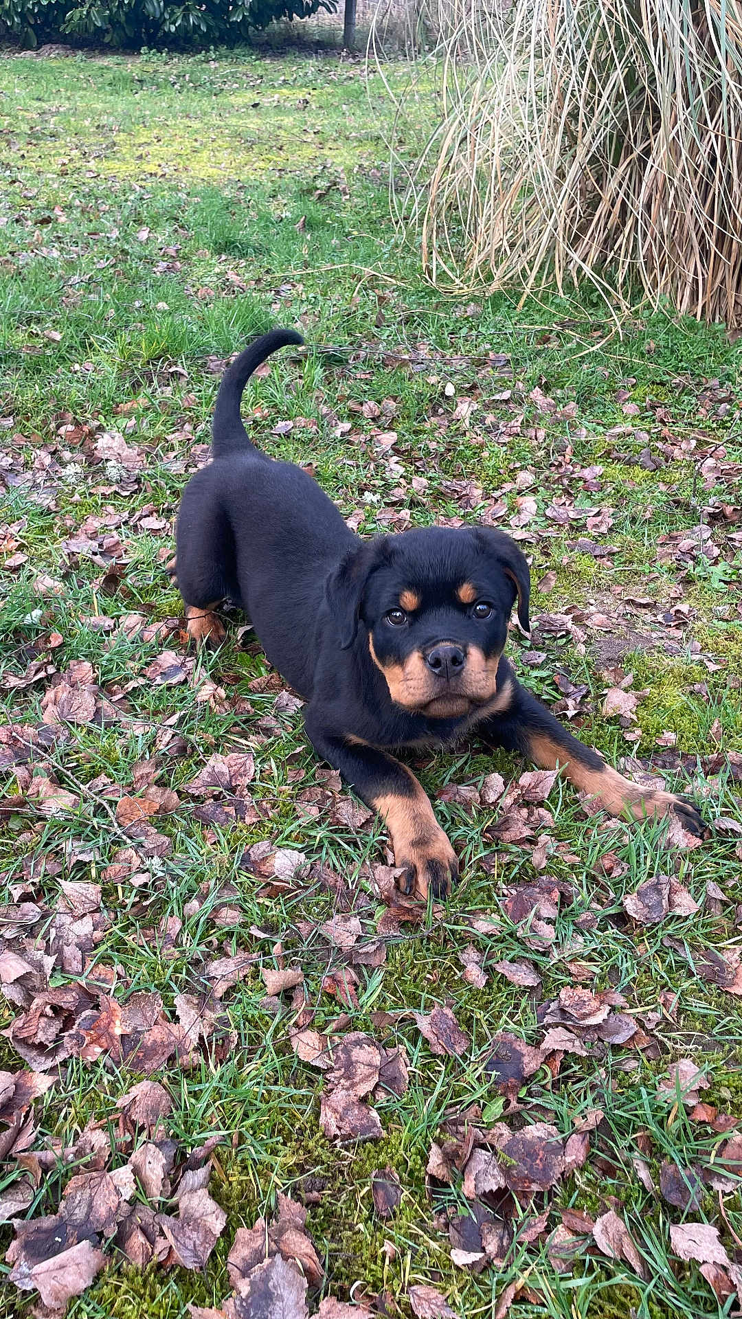 Aïko a rejoint le concours — aidez-le/la à gagner de superbes lots ! animal, black, brown, canine, cute, dog, ears, eyes, fur, grass, ground, leaves, nature, outdoor, pet, playful, puppy, rottweiler, tail, young