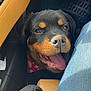 bandana, black_and_tan, car_interior, close_up, companion, dog, eyes, floor_mat, happy, jeans, leather_seat, nose, passenger, pet, puppy, rottweiler, seat, seatbelt_strap, smile, tongue_out