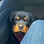 animal, bandana, black_fur, brown_fur, car_interior, closeup, curious, denim, dog, footwell, indoors, jeans, leather_seat, looking, pet, puppy, rottweiler, sitting, vehicle, young_dog