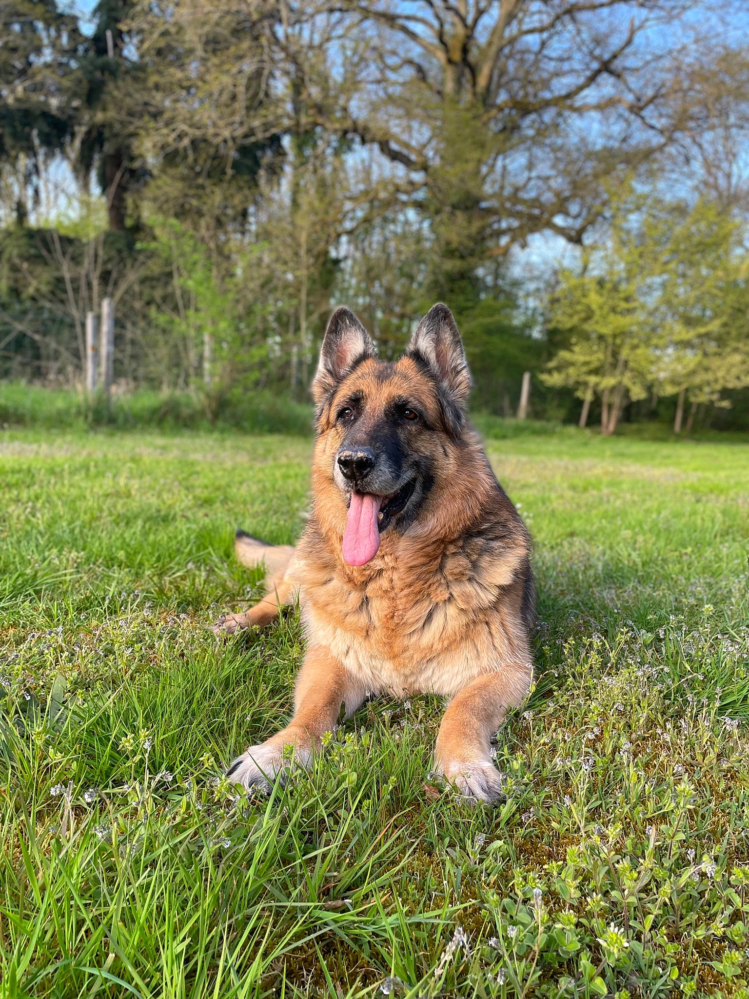 Gipsy participe au concours pour gagner de l'argent avec cette photo : canidae, carnivore, companion_dog, dog, dog_breed, east_european_shepherd, fawn, german_shepherd_dog, grass, grassland, guard_dog, herding_dog, king_shepherd, old_german_shepherd_dog, plant, sky, sporting_group, tervuren, tree, working_dog