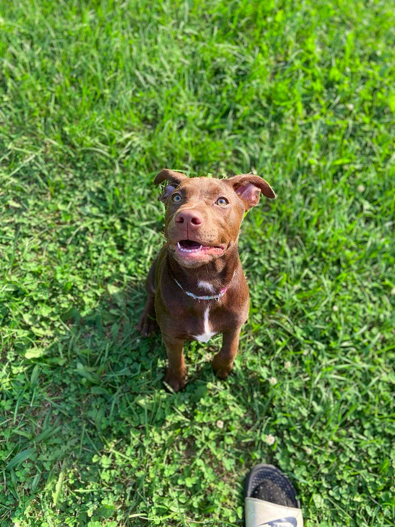 Sophia joined the competition — help win amazing prizes! canidae, carnivore, companion_dog, dog, dog_breed, dog_collar, fawn, foot, grass, grassland, groundcover, liver, outdoor_shoe, plant, shrub, snout, sporting_group, terrestrial_animal, walking_shoe, working_animal