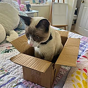 Max joined the competition — help win amazing prizes! cat, cardboard_box, bed, blanket, quilt, collar, indoor, feline, curious, pet, cozy, bedroom, domestic_animal, soft_lighting, window, furniture, easel, door, towel, quilted_bedspread