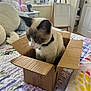 cat, cardboard_box, bed, blanket, quilt, collar, indoor, feline, curious, pet, cozy, bedroom, domestic_animal, soft_lighting, window, furniture, easel, door, towel, quilted_bedspread