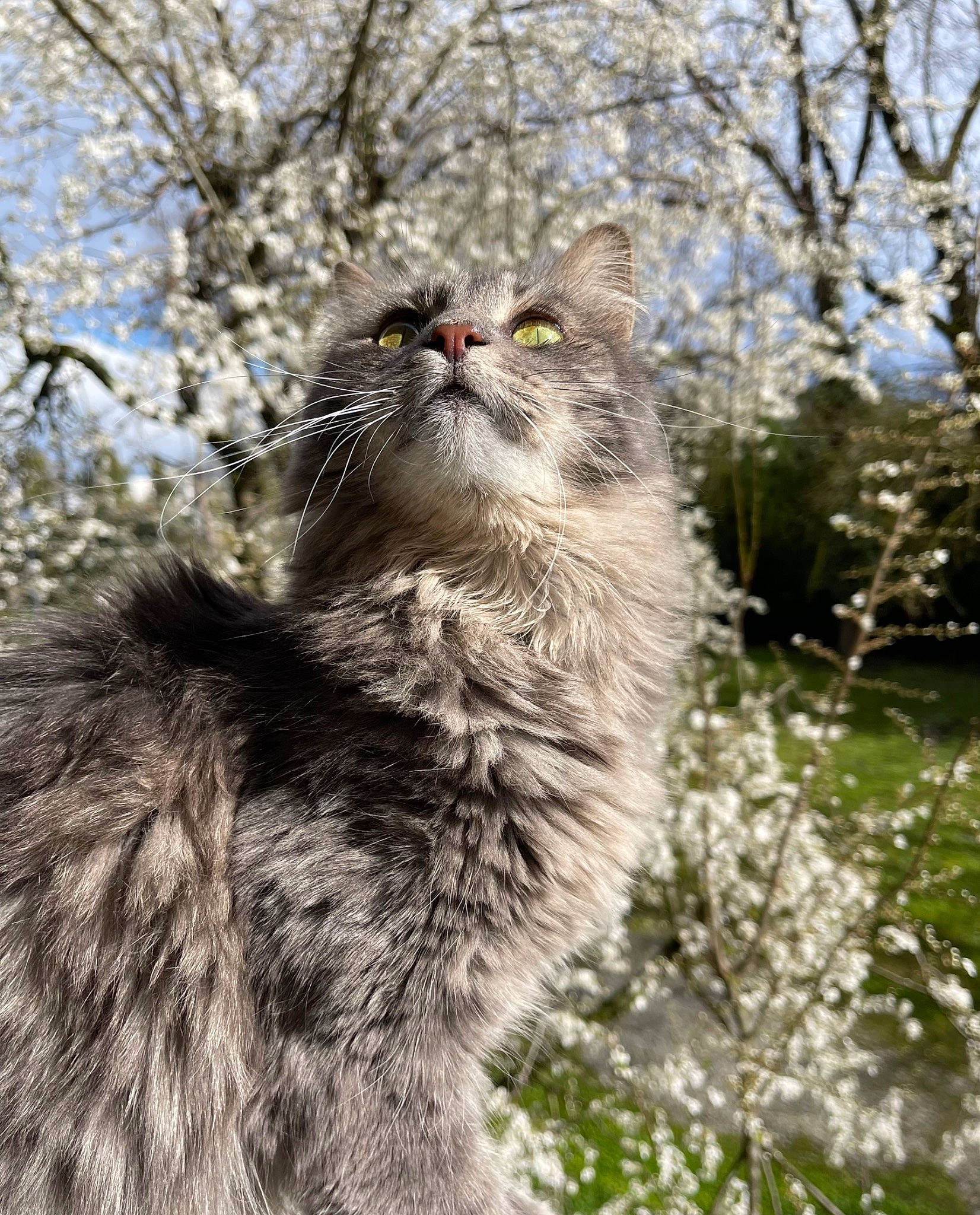 Candy a rejoint le concours — aidez-le/la à gagner de superbes lots ! blossom, british_longhair, carnivore, cat, domestic_short_haired_cat, felidae, flower, fur, grass, natural_landscape, plant, sky, small_to_medium_sized_cats, snout, tail, terrestrial_animal, tree, twig, whiskers, winter