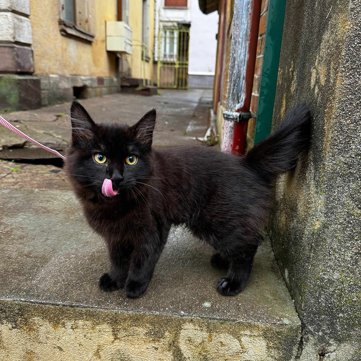 Borz a rejoint le concours — aidez-le/la à gagner de superbes lots ! alley, animal, black_cat, building, concrete, curious, cute, fur, kitten, licking, outdoor, pet, sidewalk, step, street, tail, urban, wall, yellow_eyes, young