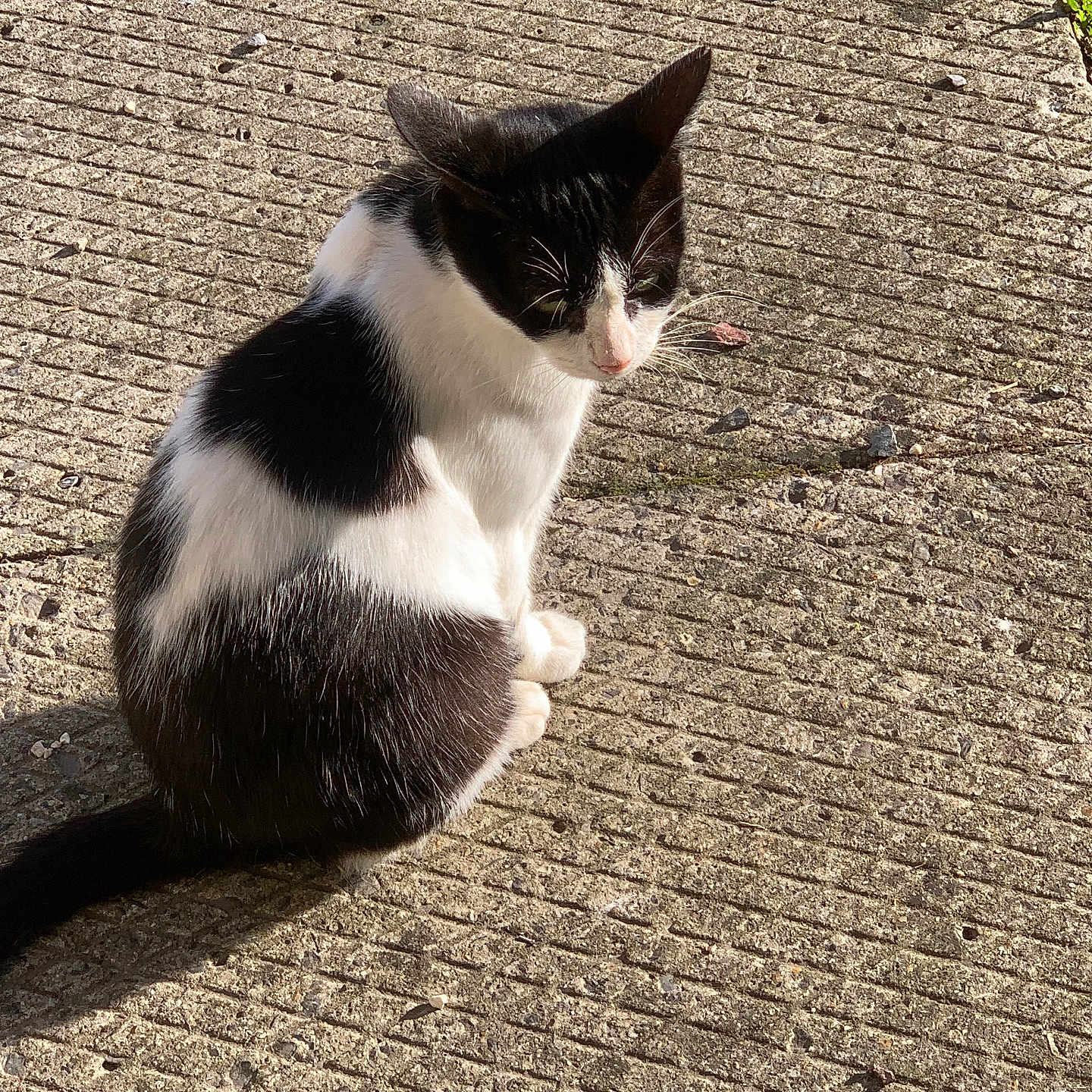 Princesse a rejoint le concours — aidez-le/la à gagner de superbes lots ! abyssinian, accessories, animal, architecture, brick, building, cat, cobblestone, flagstone, kitten, leash, manx, path, pet, road, siamese, sidewalk, slate, strap, walkway