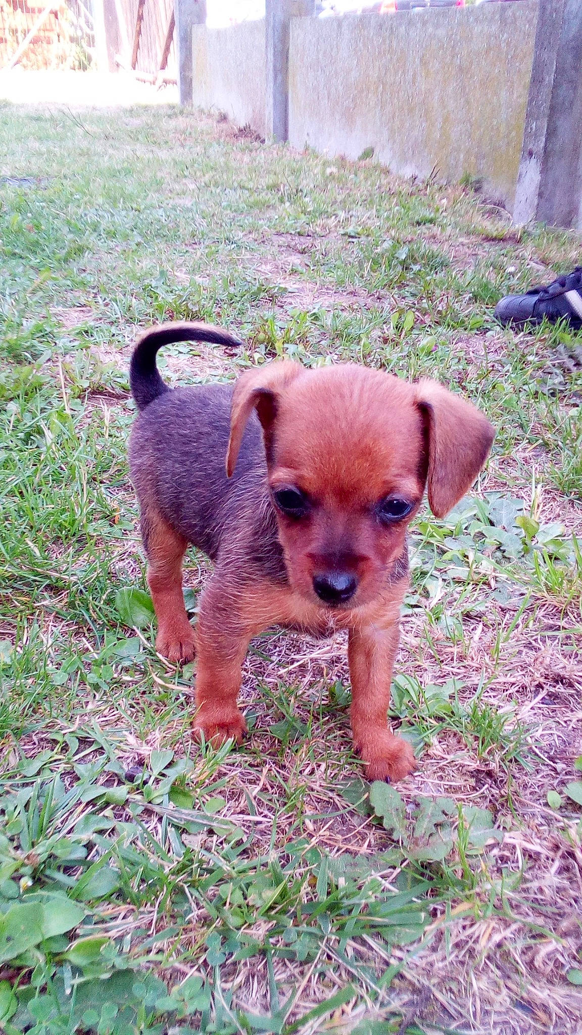 Bobby a rejoint le concours — aidez-le/la à gagner de superbes lots ! border_terrier, canidae, carlin_pinscher, carnivore, chihuahua, companion_dog, dog, dog_breed, fawn, mammal, miniature_pinscher, patterdale_terrier, puppy, rare_breed_dog, snout, sporting_group, terrier, vertebrate