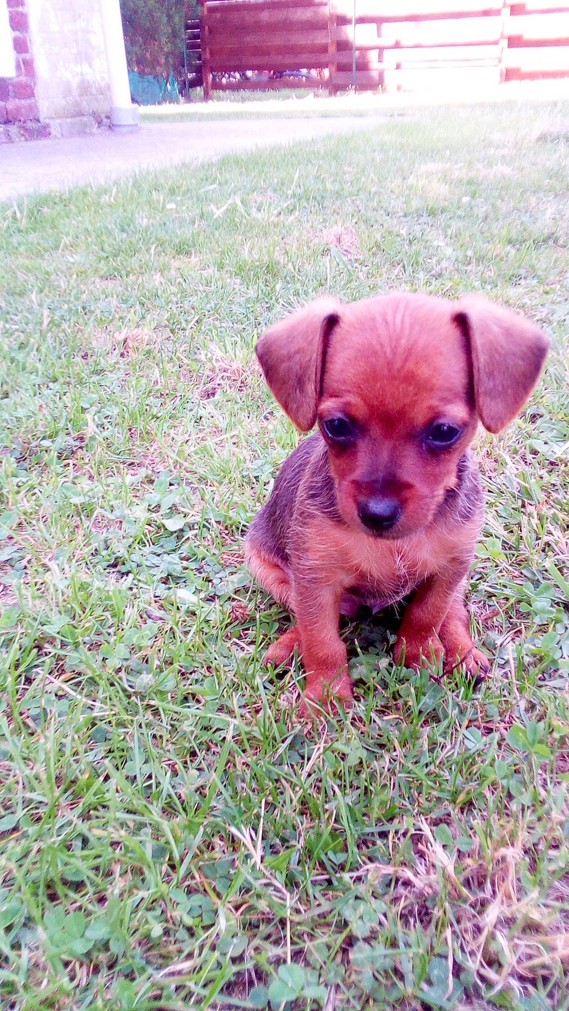 Bobby a rejoint le concours — aidez-le/la à gagner de superbes lots ! canidae, carnivore, chihuahua, companion_dog, dog, dog_breed, fawn, grass, mammal, miniature_pinscher, puppy, russkiy_toy, snout, toy_dog, vertebrate