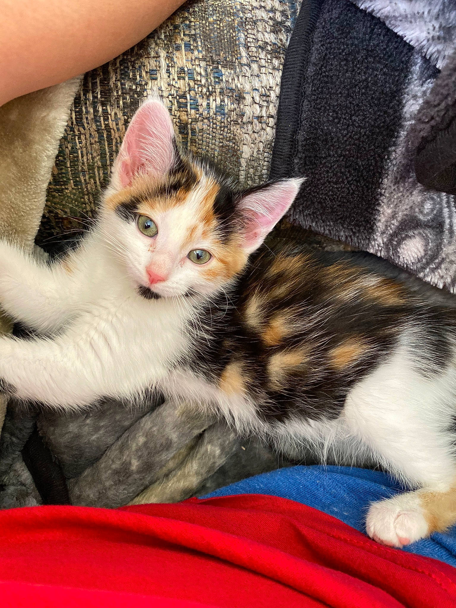 Auto joined the competition — help win amazing prizes! aegean_cat, american_shorthair, american_wirehair, asian, carnivore, cat, domestic_short_haired_cat, dragon_li, european_shorthair, felidae, fur, kitten, mammal, small_to_medium_sized_cats, tabby_cat, vertebrate, whiskers