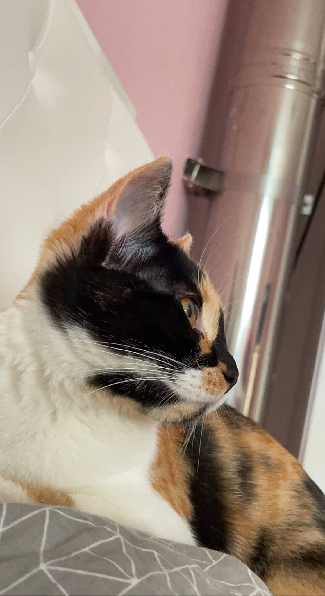 Tyla participe au concours pour gagner de l'argent avec cette photo : carnivore, cat, comfort, domestic_short_haired_cat, felidae, fur, pet_supply, small_to_medium_sized_cats, snout, tail, terrestrial_animal, whiskers, window