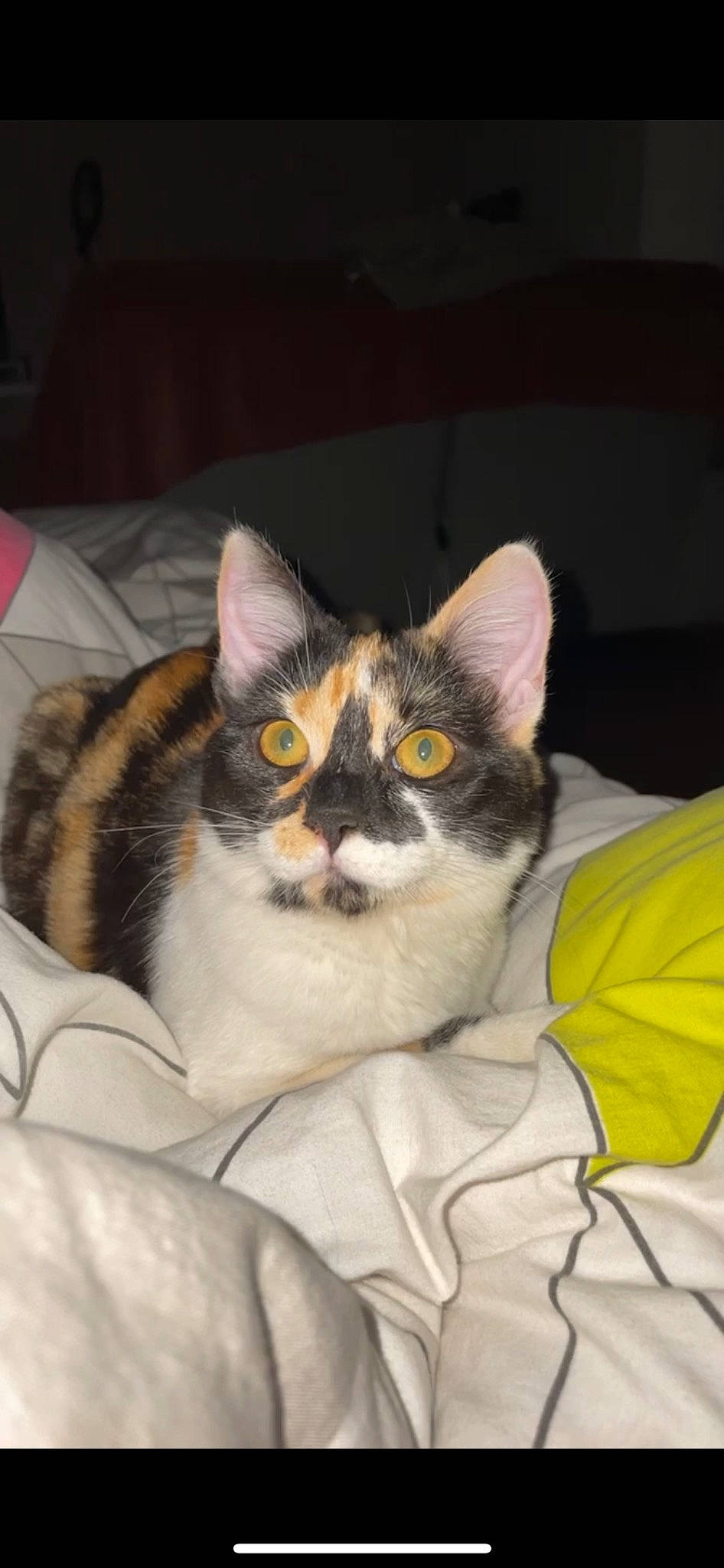 Tyla a rejoint le concours — aidez-le/la à gagner de superbes lots ! carnivore, cat, cat_supply, comfort, felidae, fur, linens, small_to_medium_sized_cats, whiskers