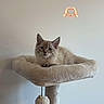 animal, beige, cat, cat_tree, cute, domestic, ears, feline, fluffy, indoor, kitten, looking, pet, plush, resting, toy_ball, wall, whiskers, white, young_cat