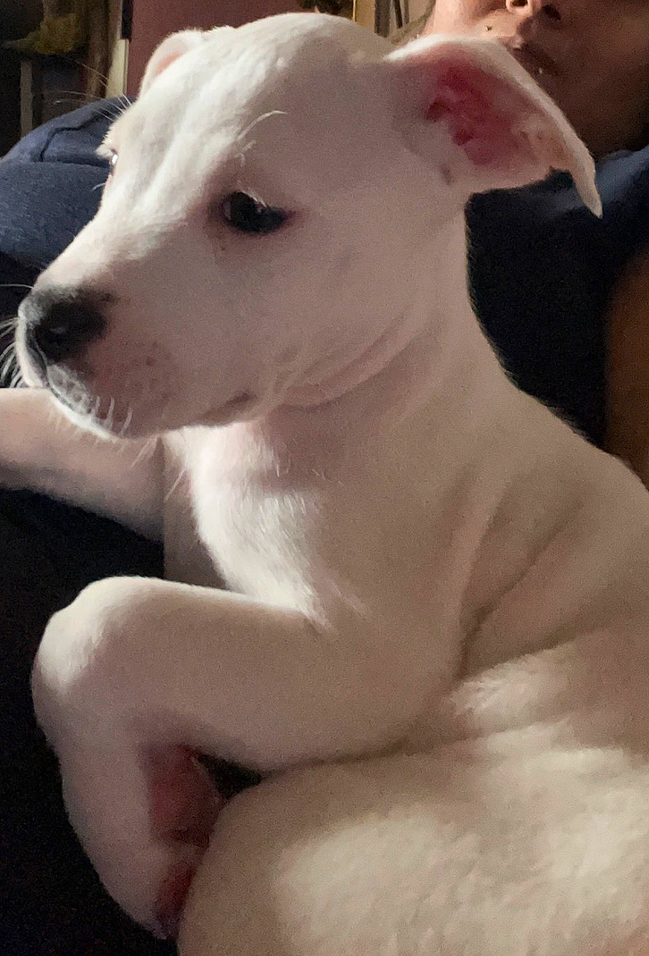 Winter is registered to the contest to win money with this photo: canidae, carnivore, collar, comfort, companion_dog, dog, dog_breed, ear, fawn, no_expression, non_sporting_group, snout, sporting_group, terrestrial_animal, tire, white, working_animal