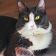 Willow joined the competition — help win amazing prizes! cat, tuxedo_cat, pet, feline, animal, indoor, collar, jewelry, whiskers, golden_eyes, fur, paw, relaxing, sunlight, wooden_floor, close_up, portrait, cute, domestic_cat, black_and_white