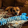 dog, brown_dog, toy, blue_toy, couch, blanket, dog_pattern, pet, indoor, cozy, fur, face, ears, nose, animal, comfort, relaxing, home, plush, mammal