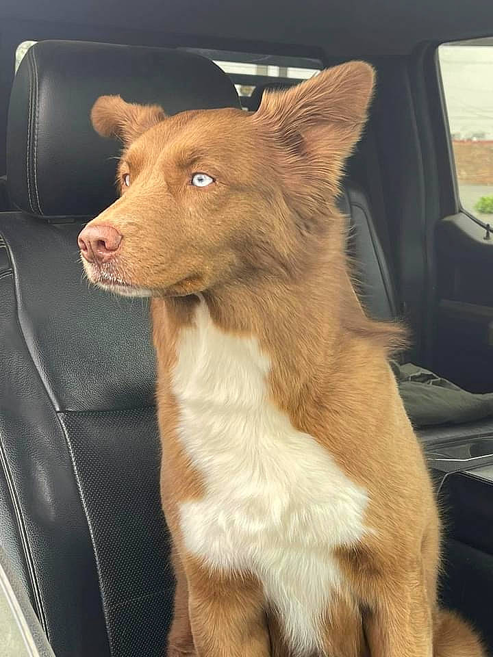 Bleu joined the competition — help win amazing prizes! ancient_dog_breeds, canidae, carnivore, collar, companion_dog, dog, dog_breed, fawn, fur, liver, snout, spitz, sporting_group, tail, terrestrial_animal, vehicle_door, whiskers, window, windshield, working_animal