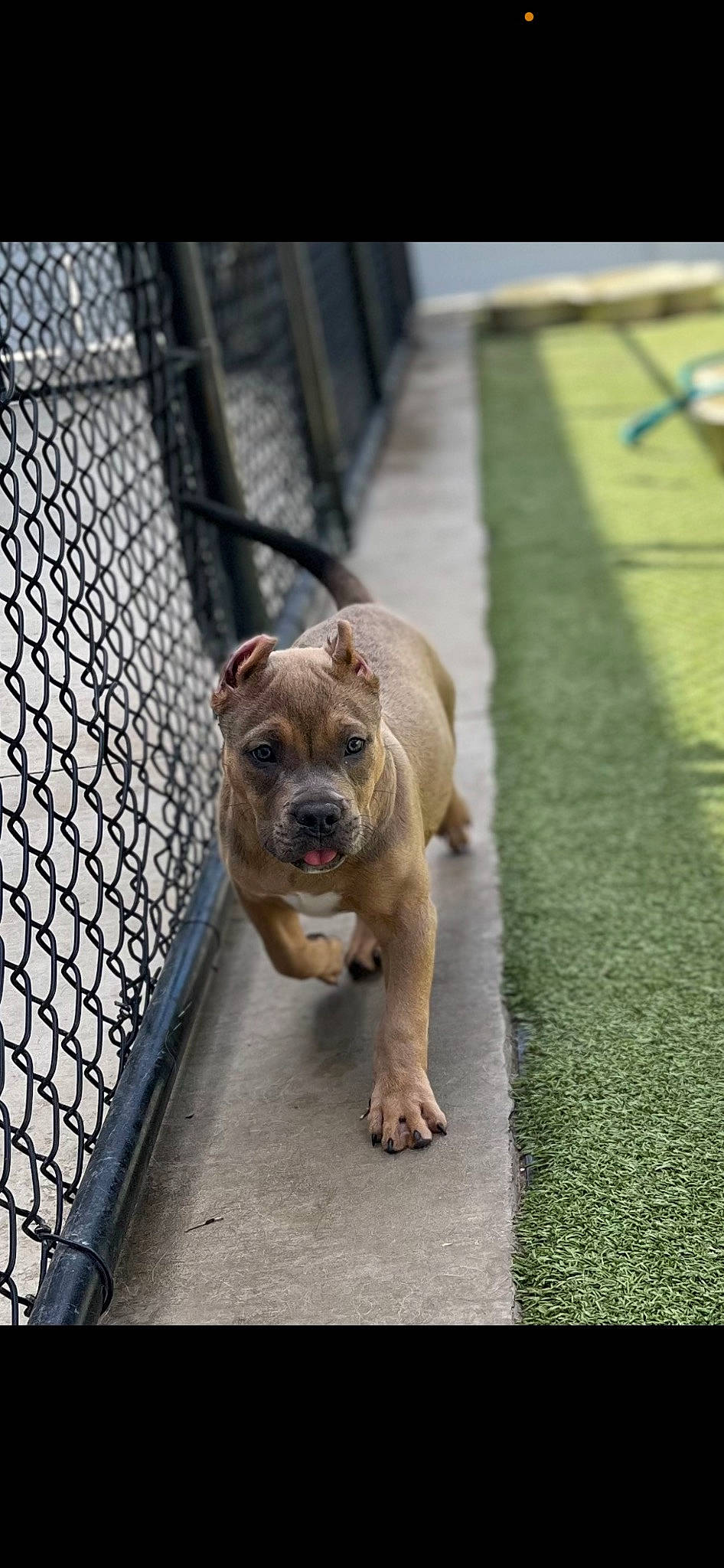 Grim Reaper is registered to the contest to win money with this photo: animal_shelter, bulldog, carnivore, collar, companion_dog, dog, dog_breed, dog_collar, fawn, fence, flooring, grass, leash, mesh, pet_supply, road_surface, sidewalk, toy_dog, working_animal, wrinkle