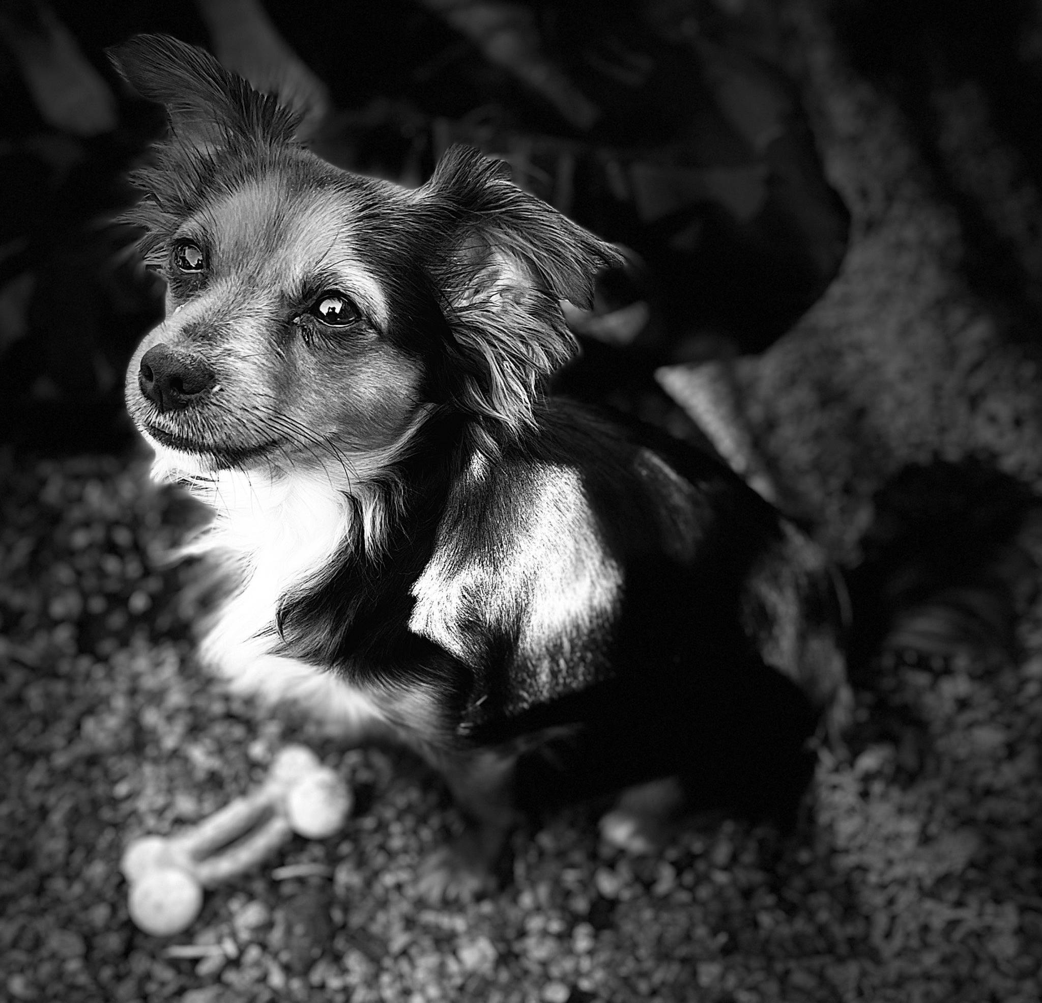 Anna a rejoint le concours — aidez-le/la à gagner de superbes lots ! canidae, carnivore, companion_dog, darkness, dog, dog_breed, ear, flash_photography, fur, iris, monochrome, monochrome_photography, snout, sporting_group, still_life_photography, style, toy_dog, whiskers, wildlife, working_dog