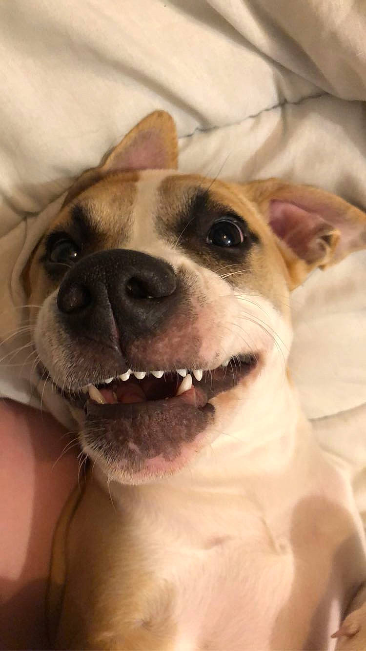 Shelby a rejoint le concours — aidez-le/la à gagner de superbes lots ! canidae, carnivore, collar, companion_dog, dog, dog_breed, dog_collar, ear, fawn, fur, happy, selfie, smile, snout, sporting_group, terrier, toy_dog, vertebrate, whiskers, working_animal