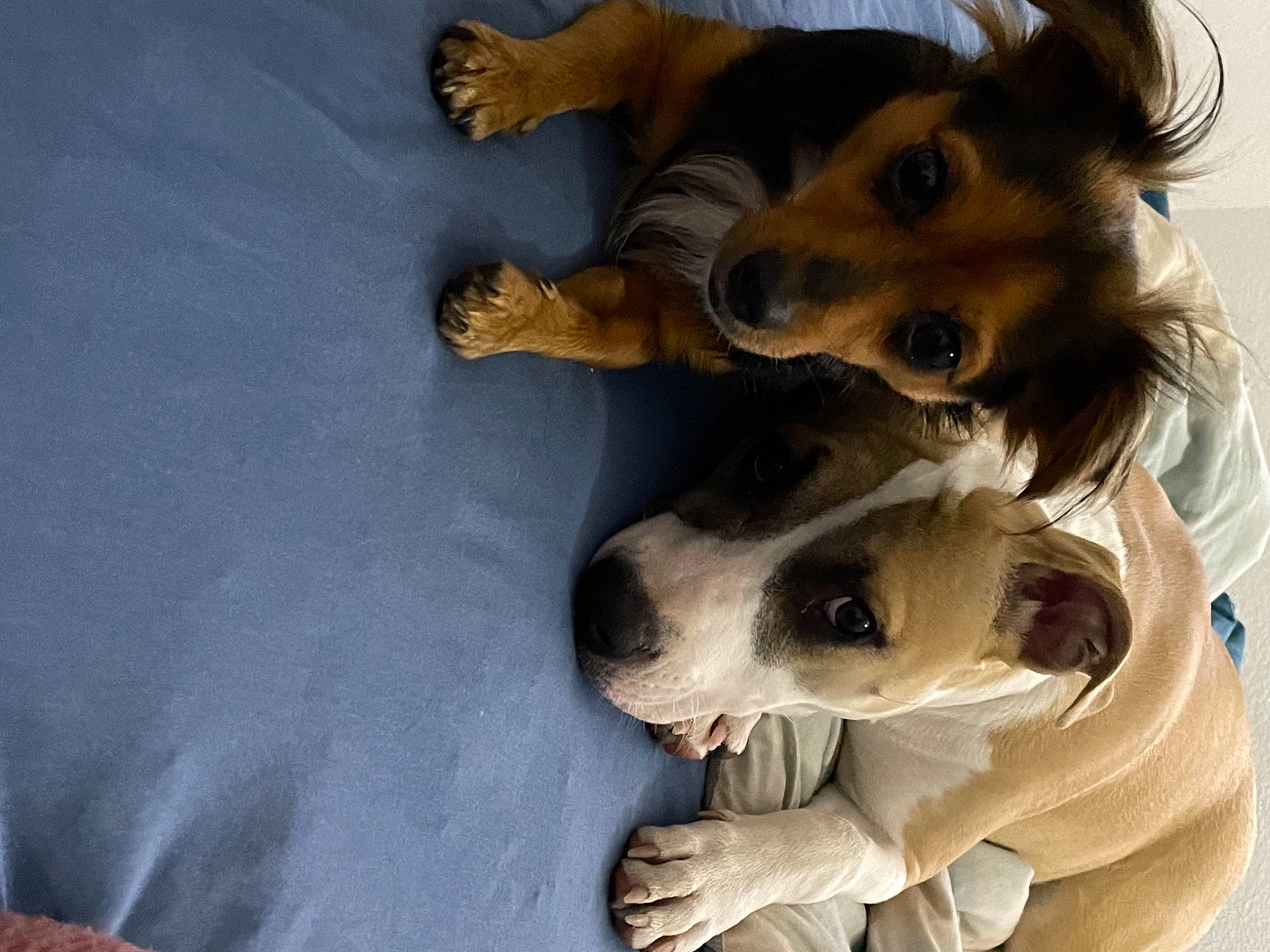 Shelby a rejoint le concours — aidez-le/la à gagner de superbes lots ! ancient_dog_breeds, canidae, carnivore, comfort, companion_dog, dog, dog_breed, dog_collar, dog_supply, fawn, fur, happy, paw, puppy, snout, sporting_group, whiskers, working_animal, working_dog