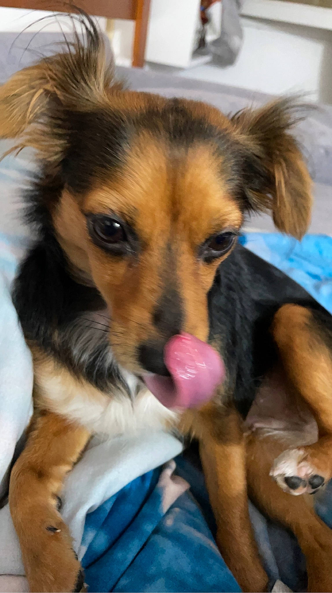 Ana participe au concours pour gagner de l'argent avec cette photo : canidae, carnivore, companion_dog, dog, dog_breed, dog_supply, ear, fawn, fur, herding_dog, old_german_shepherd_dog, paw, puppy, snout, sporting_group, terrestrial_animal, toy_dog, whiskers, working_animal, working_dog